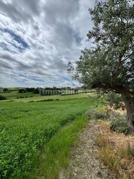 Terreno agricolo in vendita a Montenero di Bisaccia - anteprima 11