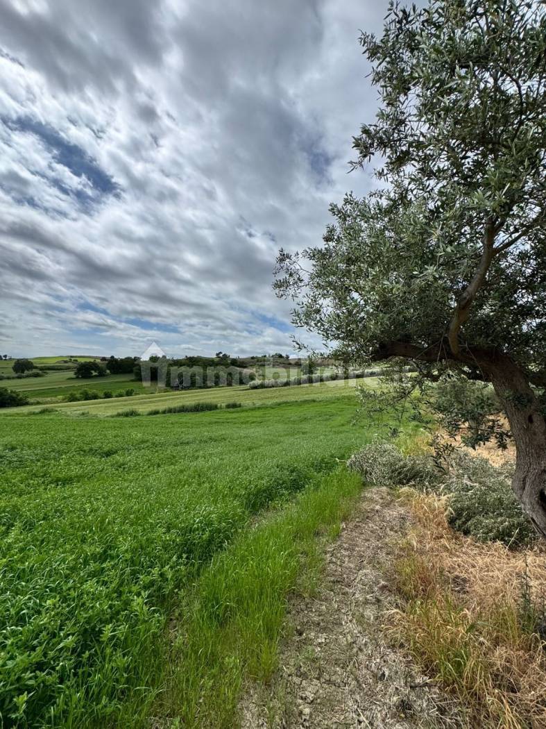 Terreno Agricolo 28.000 mq con 106 ulivi secolari - Montenero di Bisaccia - foto 11