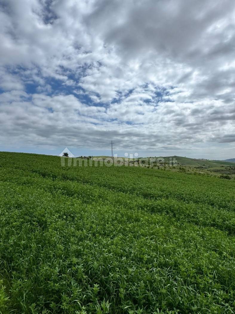 Terreno Agricolo 28.000 mq con 106 ulivi secolari - Montenero di Bisaccia - foto 12