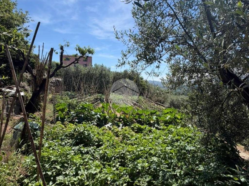 Terreno