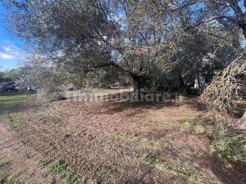 Terreno