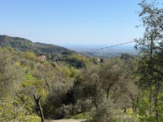 Vista