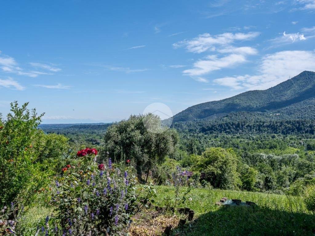 Vista