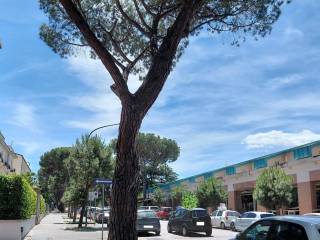 Zona