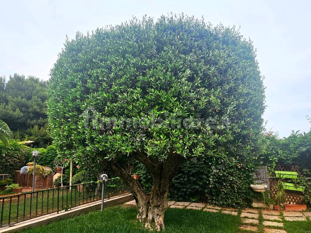 Terreno