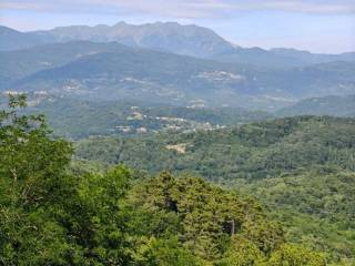 Vista