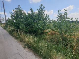 Zona