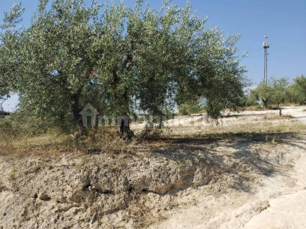 Terreno