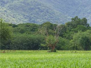Terreno