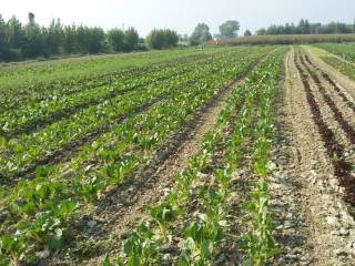Terreno