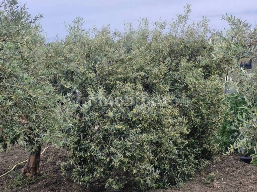 Terreno