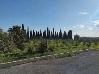 Zona
