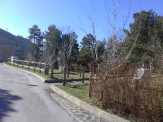 Zona