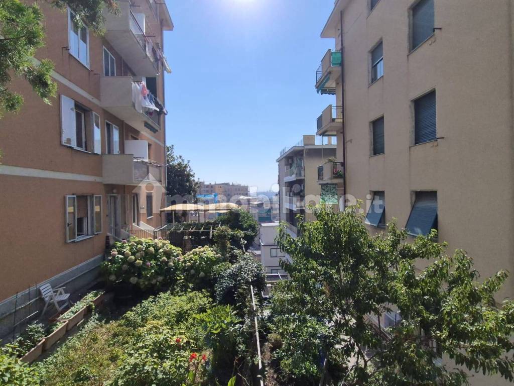 Vista