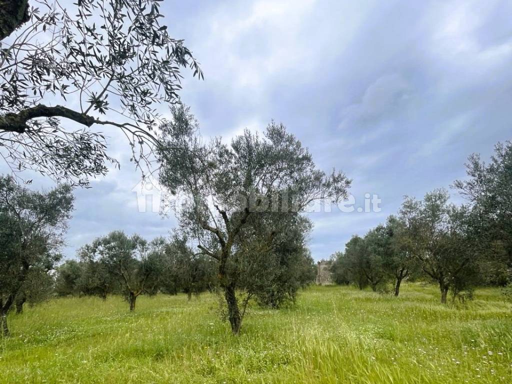 Terreno