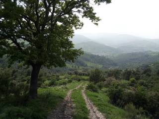 Vista
