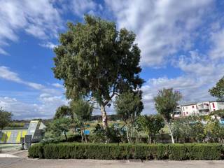 Zona