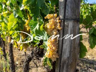 Dettagli