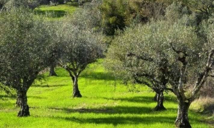 Terreno agricolo contrada pratodonico, pianella