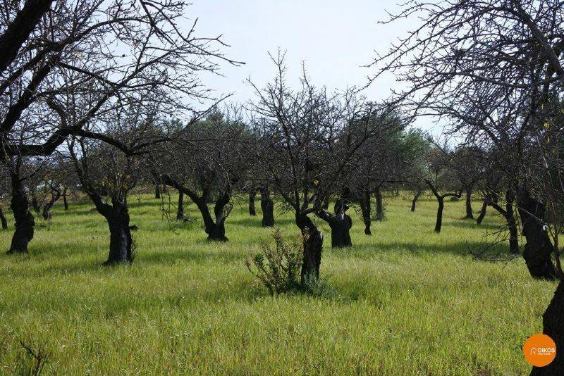 Terreno C.da Molisena 07