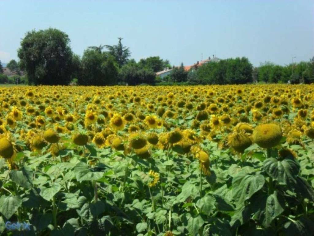 campo girasoli