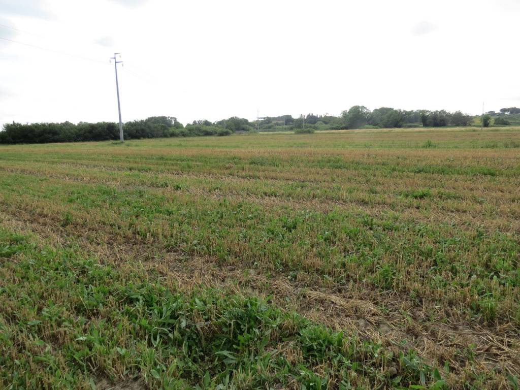 Terreno agricolo località le fabbriche, rosignano solvay, rosignano marittimo