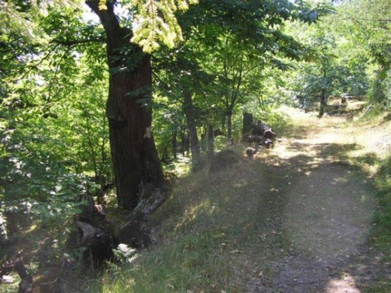 Badia di moscheta Clearance