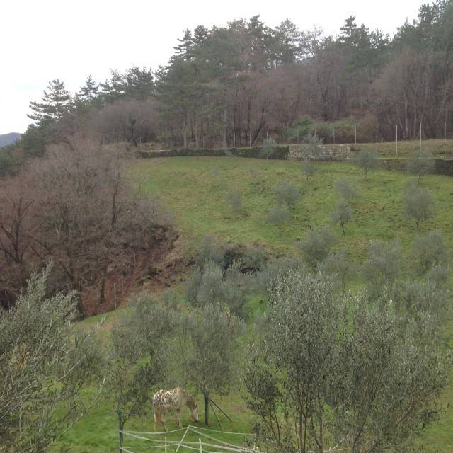 Terreno agricolo dolina, dolina, san dorligo della valle - dolina