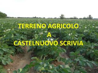 TERRENO AGRICOLO