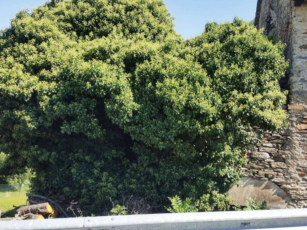 Rudere e 120mq terreno ed