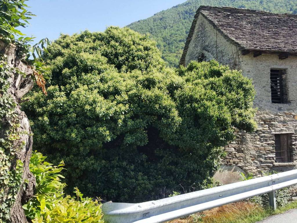 Rudere e 120mq t ed bis