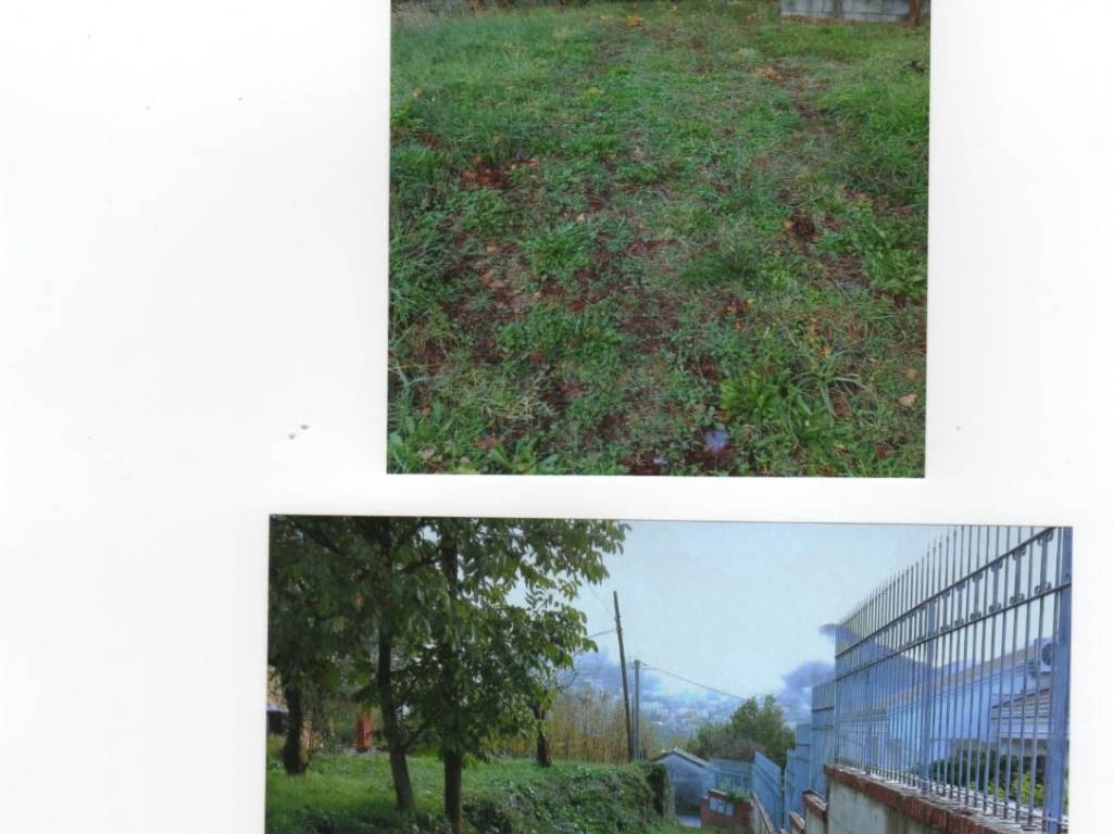 Terreno agricolo contrada capraro, lauria