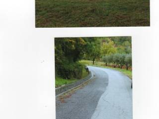 terreno agricolo uliveto