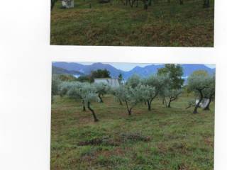 terreno agricolo uliveto