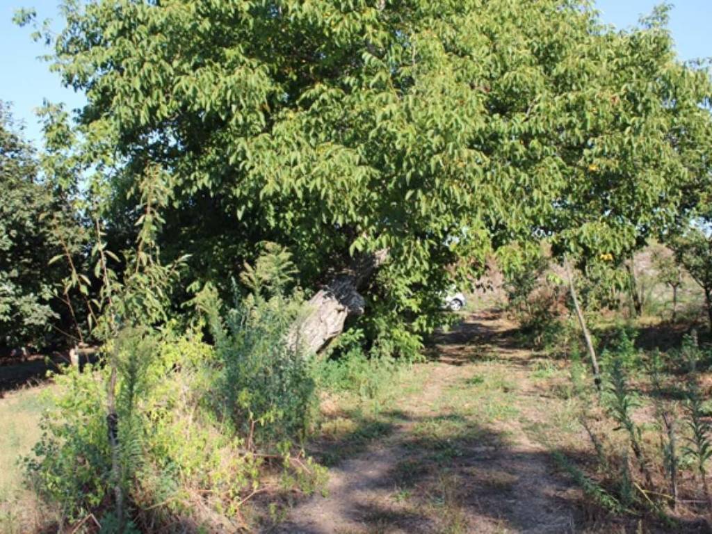 Terreno agricolo via cammarelle, somma vesuviana