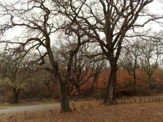 le querce d'inverno