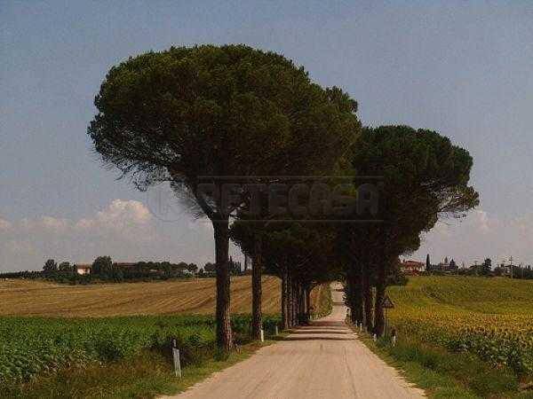 i pini  marittimi di s. rocco a pilli