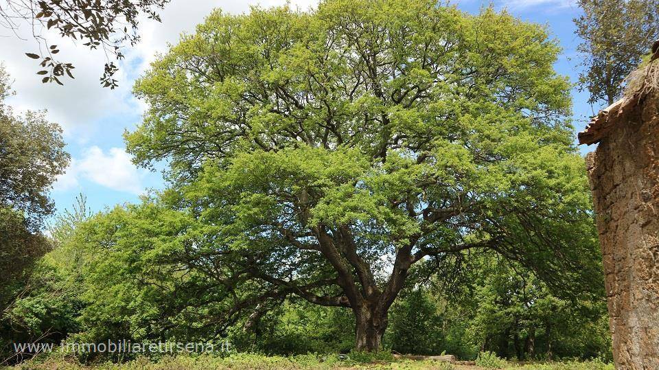 quercia centenaria