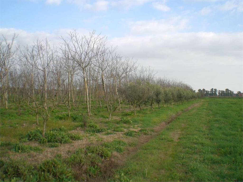 Terreno agricolo, latina scalo, latina