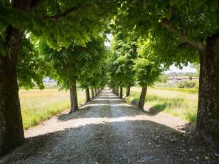 viale alberato