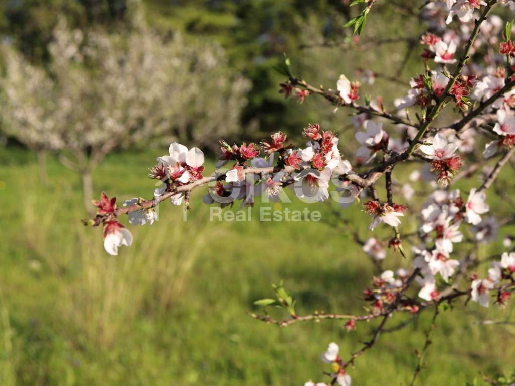 Antico casale in collina 04