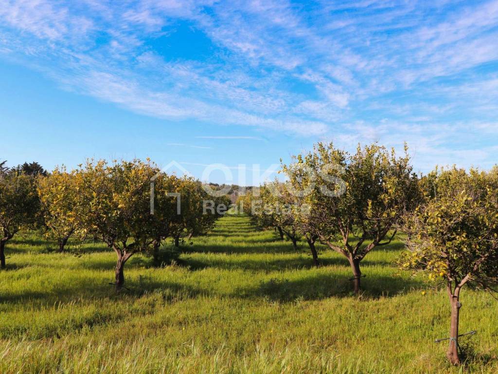 Antico casale in collina 09