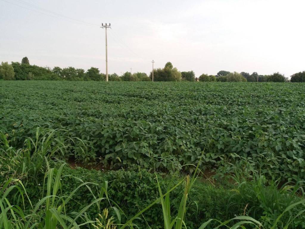 Terreno agricolo via san michele 20, villafranca padovana