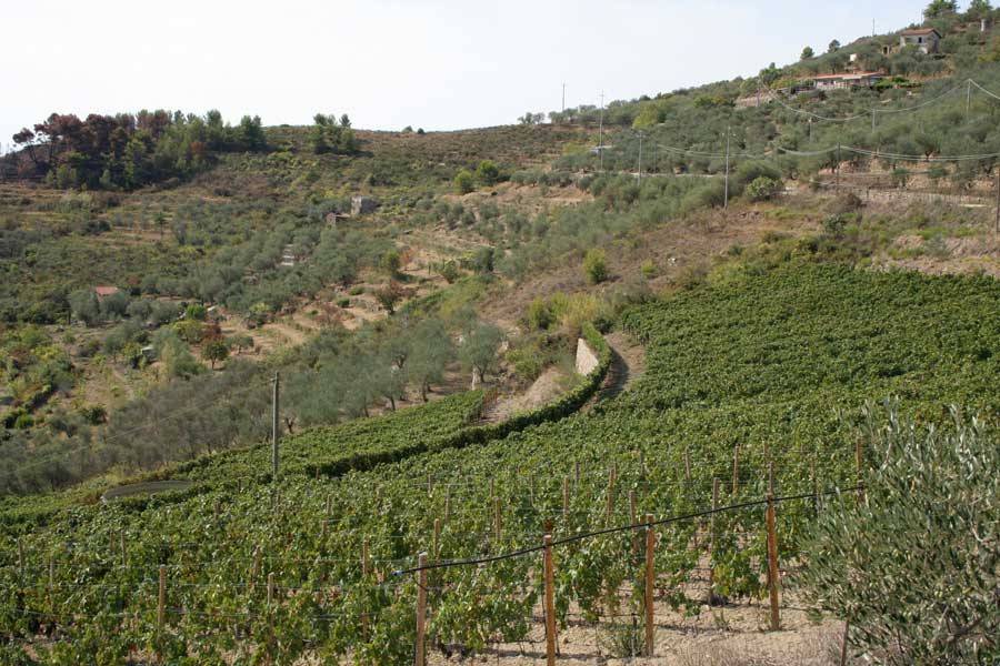 Terreno agricolo via miramonti 3, perinaldo