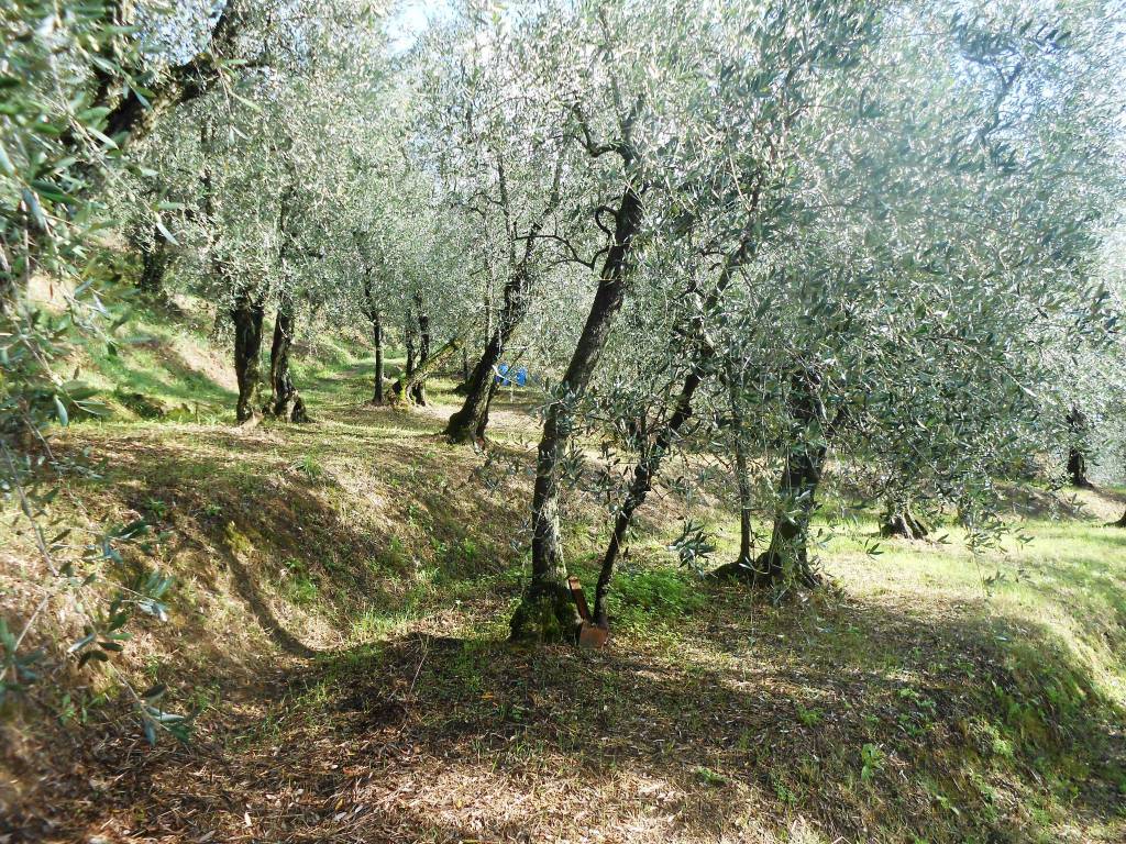 Terreno agricolo, buggiano