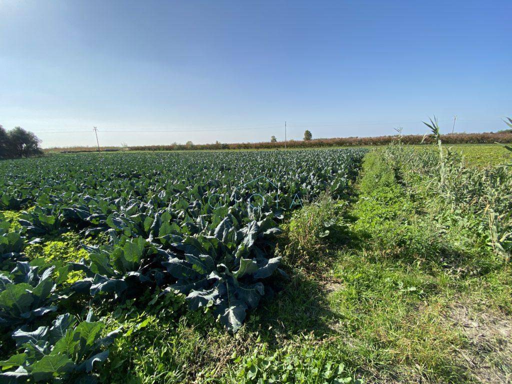 Terreno agricolo via stazione, mondragone